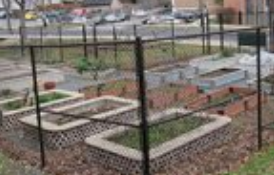 raised growning beds